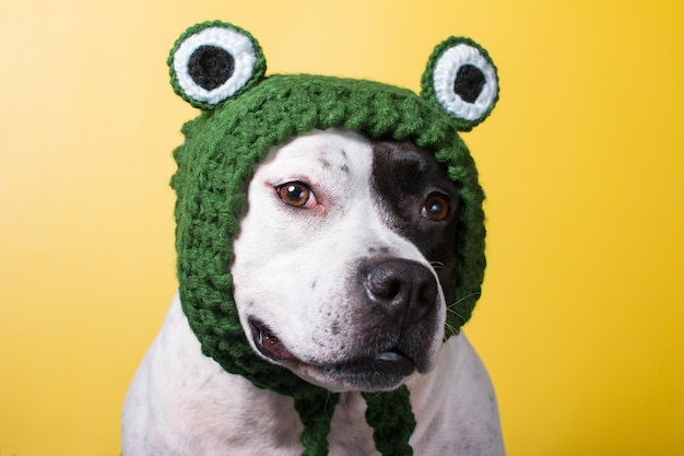 Un chien dans un drôle de chapeau de grenouille Animal drôle à la mode