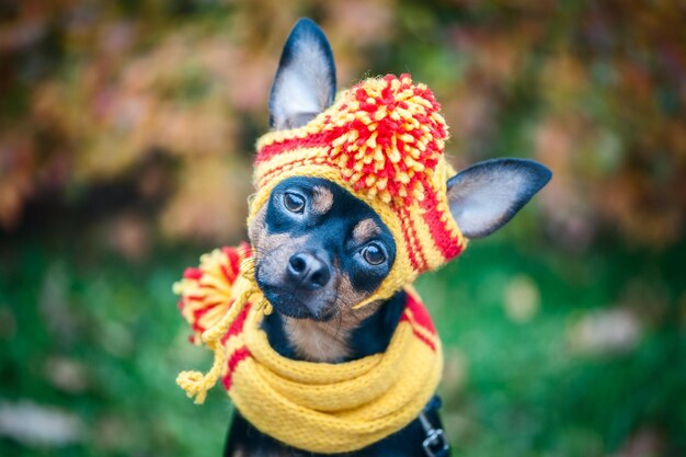 Chien dans une écharpe et un chapeau dans un parc d'automne Thème de l'automne Chiot drôle du toyterrier