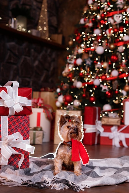 Un chien dans une écharpe rouge de Noël près des cadeaux et d'un arbre de Noël