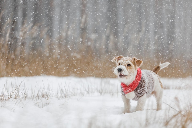 Chien dans une écharpe tricotée rouge et un pull marron Jack Russell Terrier se dresse dans la forêt dans la neige Arrière-plan flou pour l'inscription Concept de Noël