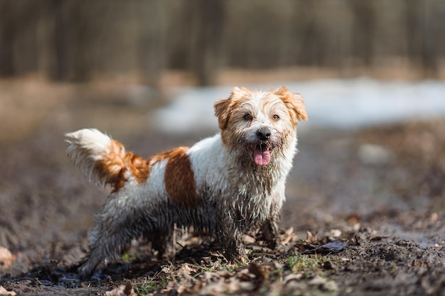 Chien dans une flaque d'eau un sale chiot Jack Russell Terrier se tient dans la boue sur la route sol humide après la pluie de printemps