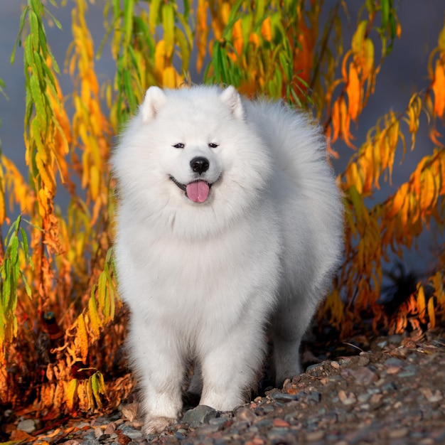 Chien dans la forêt d'automne. Feuilles jaunies au sol. Race de chien Samoyède