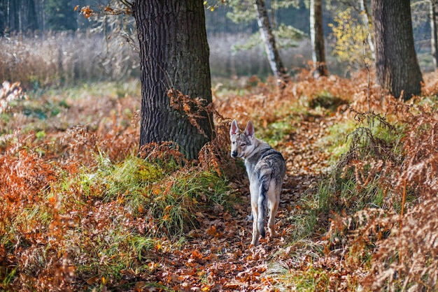 Chien dans la forêt d'automne