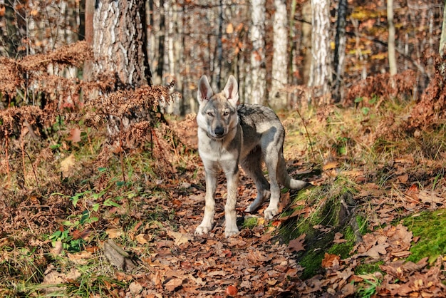 Chien dans la forêt d'automne