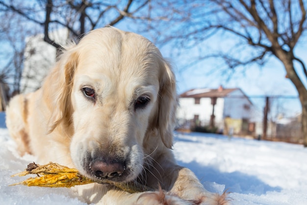 Chien dans la forêt d'hiver