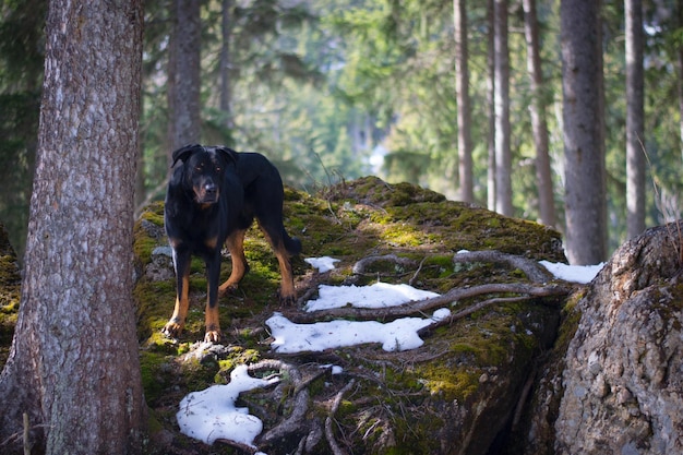 Photo chien dans la forêt