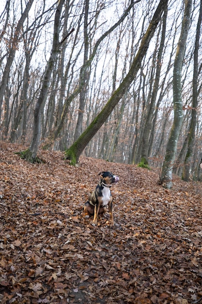 Photo un chien dans la forêt