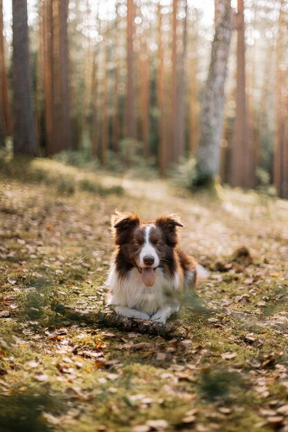 Photo chien dans la forêt