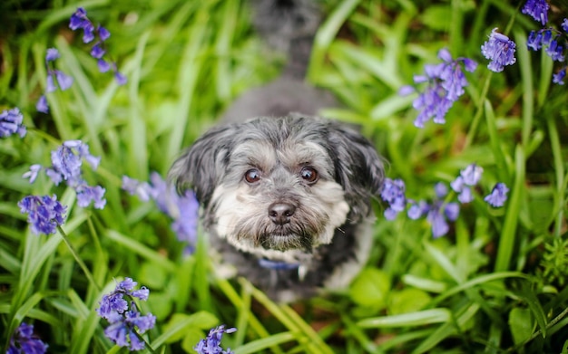 un chien dans l'herbe avec des fleurs violettes en arrière-plan