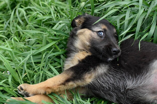 Chien dans l'herbe