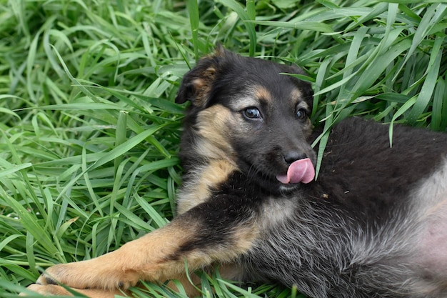 Chien dans l'herbe