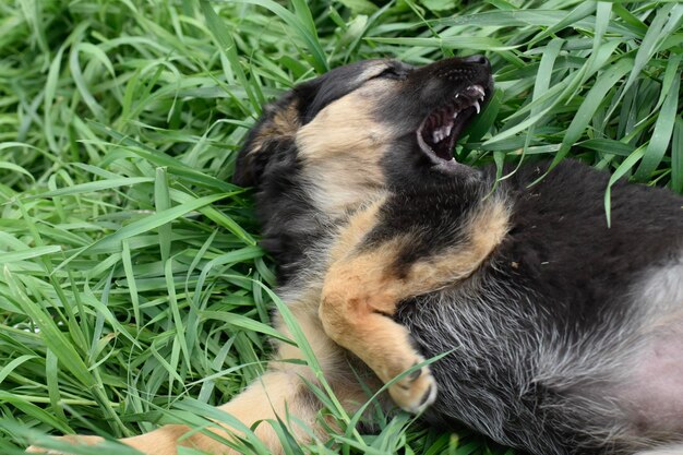 Chien dans l'herbe