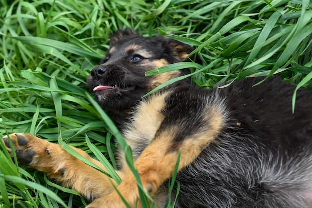 Chien dans l'herbe