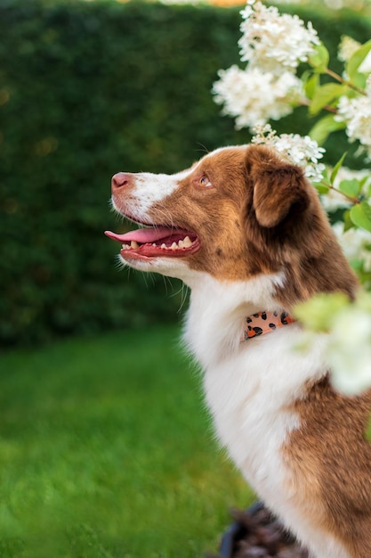 Un chien dans un jardin fleuri avec un collier qui dit 'pet' dessus