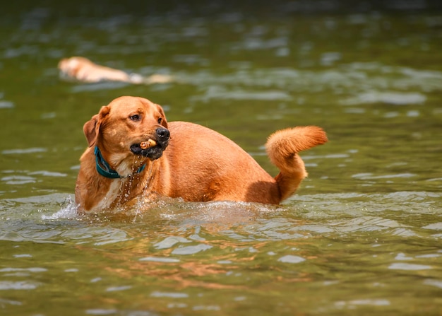 Photo un chien dans un lac