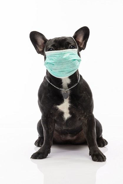 Chien dans un masque médical. Bulldog français. Coronavirus