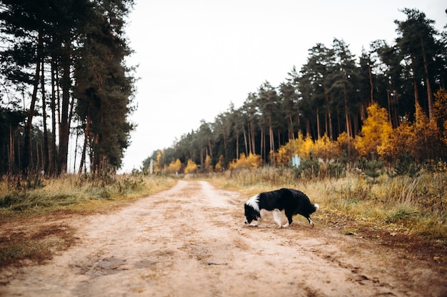 Chien dans la nature Humeur d'automne Border collie en chute de feuilles dans la forêt