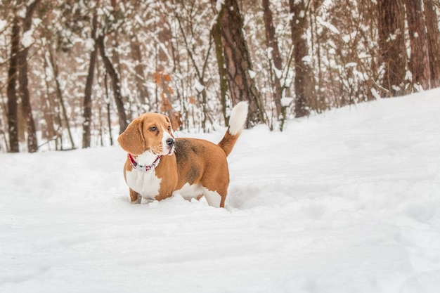 Un chien dans la neige avec un collier