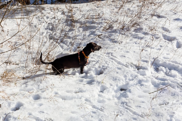 Chien dans la neige regardant au loin