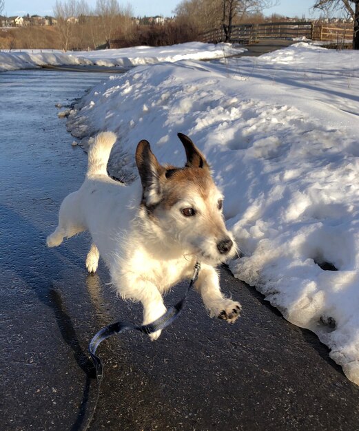 Photo chien dans la neige