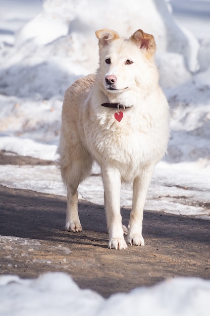 Chien dans la neige