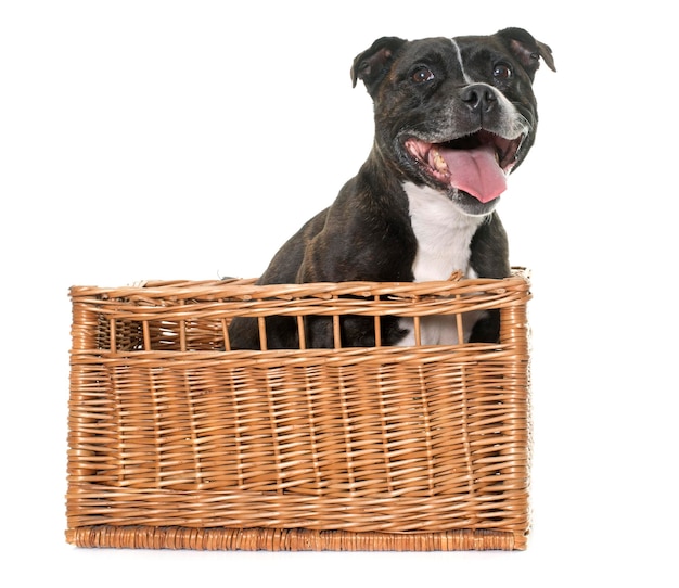 Chien dans un panier sur un fond blanc