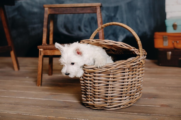 Un chien dans un panier