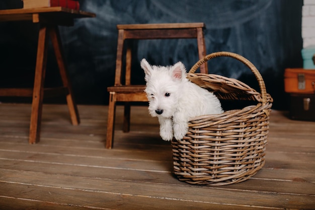 Un chien dans un panier