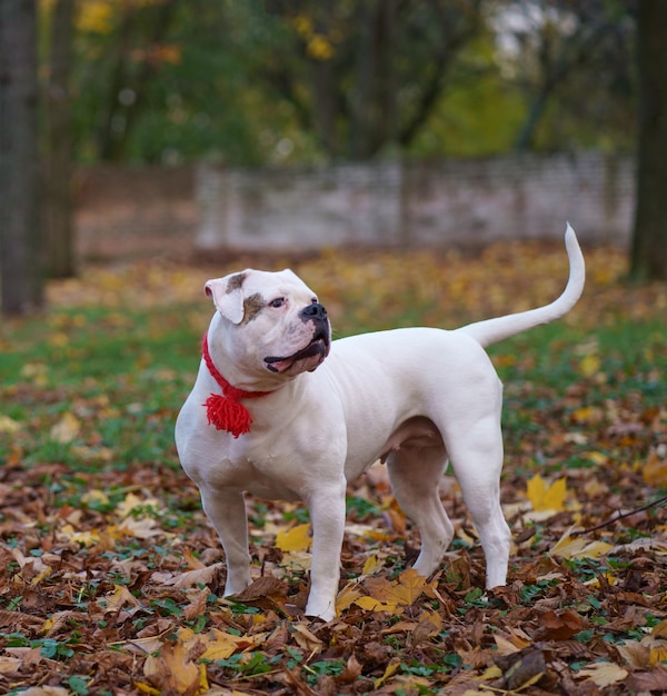 Chien dans le parc d'automne Funny happy cute dog race bouledogue américain s'exécute souriant dans les feuilles tombées concept d'automne doré orange