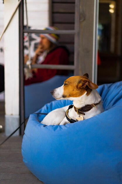 Chien dans un pouf bleu