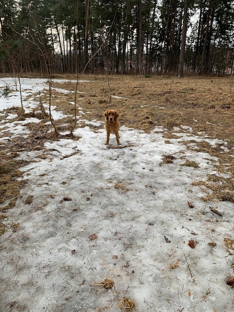 Un chien dans la première neige se promène dans la forêt en hiver