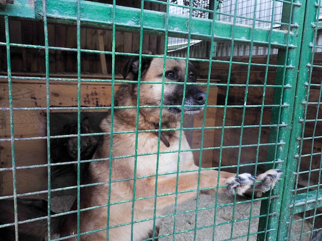 Chien dans un refuge pour animaux, chien sans abri dans la cage