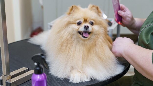 chien dans le salon pour animaux de compagnie toiletteur tailler les griffes et sécher peignage laine et coupe de cheveux soins des animaux