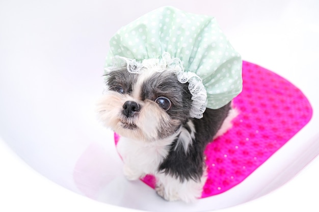 Photo chien dans le salon de toilettage ; le chien prend une douche ; l'animal reçoit des soins de beauté dans le salon de beauté pour chiens. dans la salle de bain avec un bonnet de douche