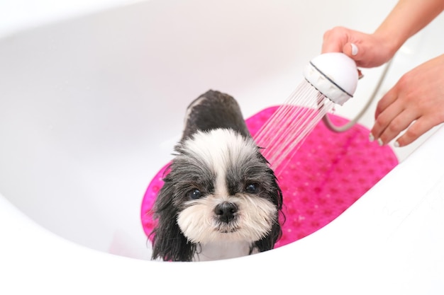 Chien dans un salon de toilettage ; chien prendre une douche; animal domestique obtenir des procédures de beauté dans un salon de beauté pour chiens. dans le bain