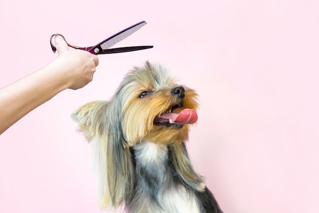 Chien dans un salon de toilettage ; Coupe de cheveux, ciseaux. animal reçoit des soins de beauté dans un salon de beauté pour chiens.