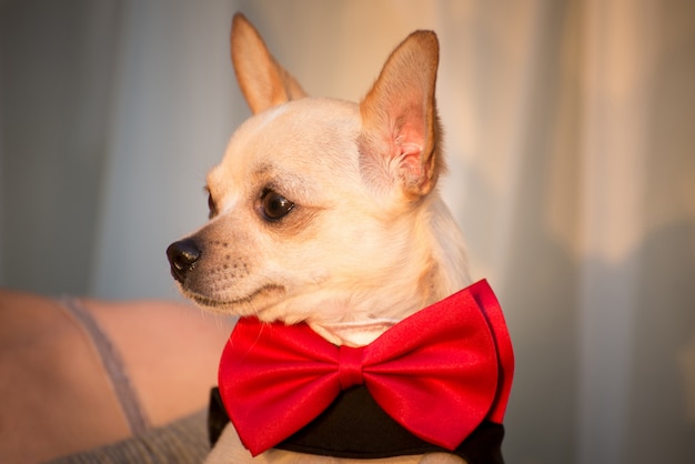 Un chien dans des vêtements élégants.