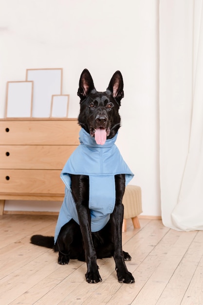 Chien dans des vêtements à la mode. Chien habillé. Vêtements pour chiens. Fournitures pour animaux