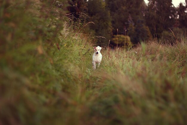 Un chien debout sur un champ herbeux