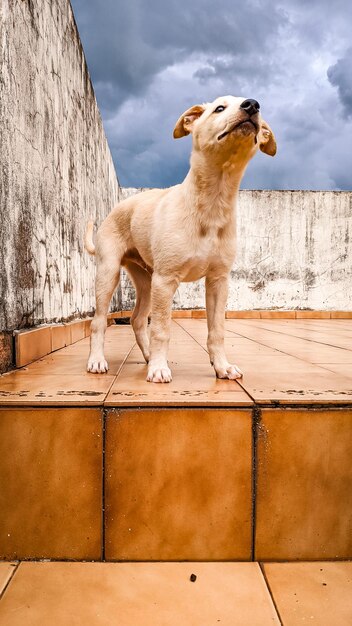 Photo un chien debout contre le mur.