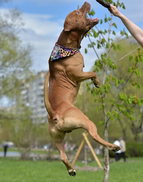 Photo un chien debout dans le champ