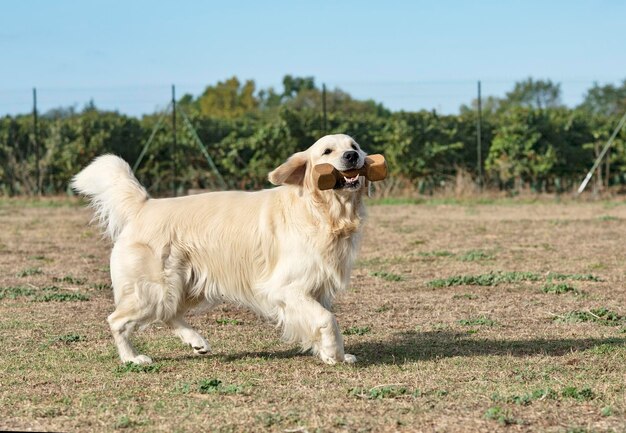 Photo un chien debout dans un champ