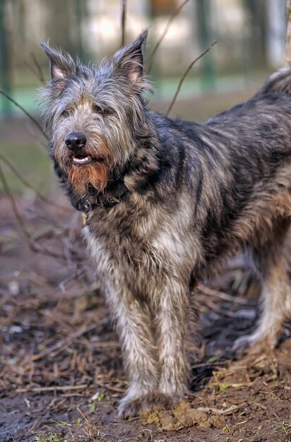 Photo un chien debout dans un champ