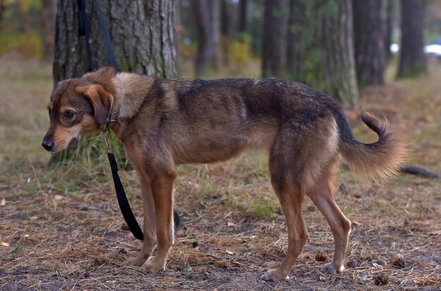 Photo un chien debout dans un champ