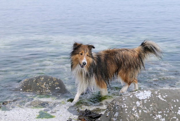 Un chien debout dans l'eau