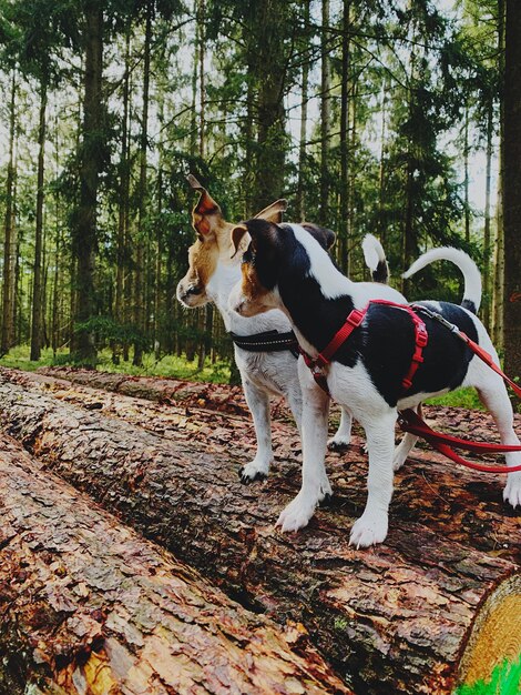 Photo un chien debout dans la forêt