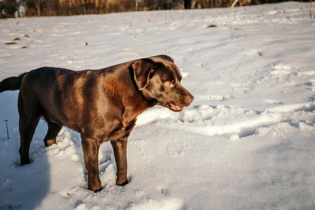 Un chien debout dans la neige un Labrador