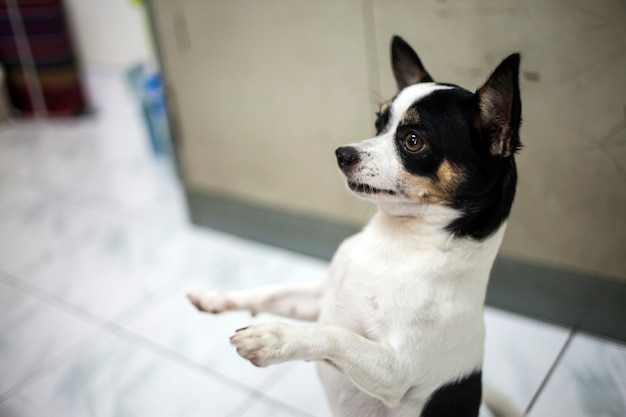 Chien, debout sur deux pattes