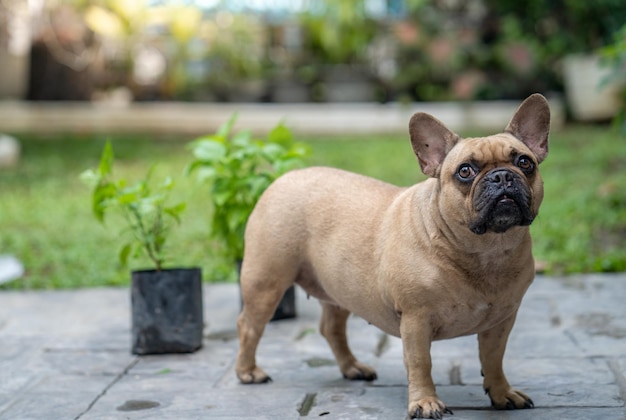 Un chien debout devant un jardin