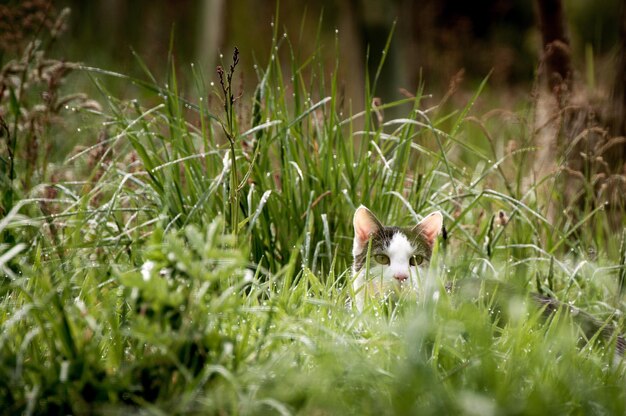 Photo un chien debout sur l'herbe dans le champ